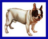Click here for more detailed French Bulldog breed information and available puppies, studs dogs, clubs and forums